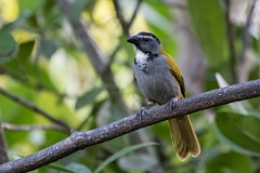 DPPhotography - Costa rica - Black-beaked saltator - D