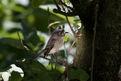 DPPhotography - Costa rica - Black-capped flycatcher - A