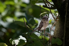 DPPhotography - Costa rica - Black-capped flycatcher - B