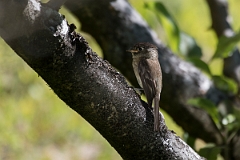 DPPhotography - Costa rica - Black-capped flycatcher - C