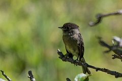 DPPhotography - Costa rica - Black-capped flycatcher - D