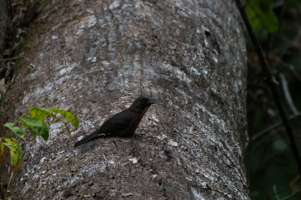 DPPhotography - Costa rica - Black-cheeked ant-tanager - B.jpg - Black-cheeked ant-tanager - El Remanso, Costa Rica