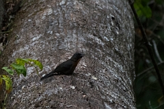 DPPhotography - Costa rica - Black-cheeked ant-tanager - B