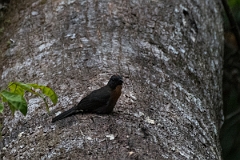 DPPhotography - Costa rica - Black-cheeked ant-tanager - C