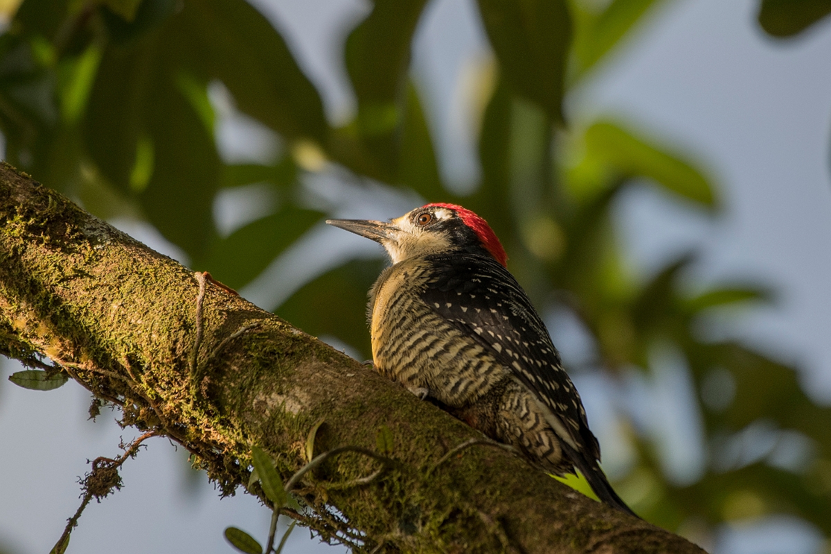 DPPhotography - Costa rica - Black-cheeked woodpecker - A.jpg - Black-cheeked woodpecker - La Qunita de Sarapiqui, Costa Rica