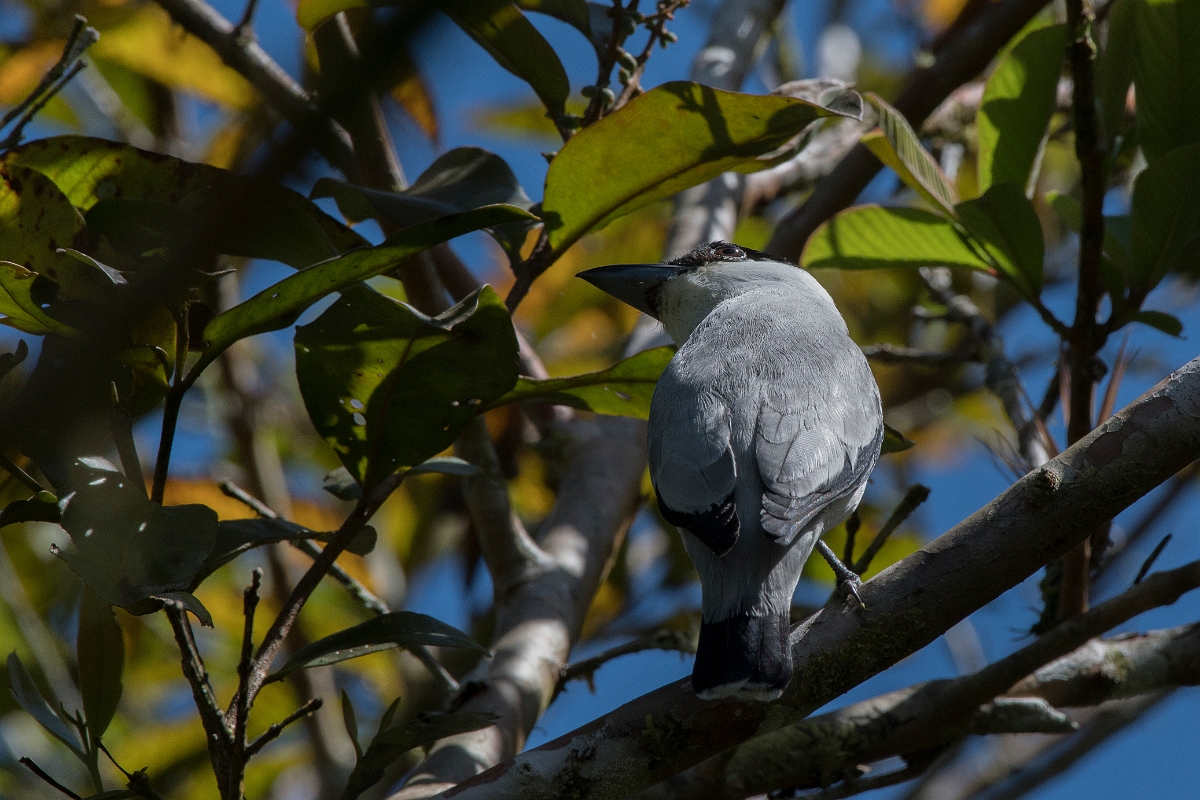 DPPhotography - Costa rica - Black-crowned tityra - D.jpg - Black-crowned tityra - Rancho Naturalista, Costa Rica