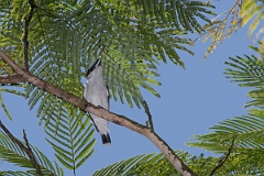 DPPhotography - Costa rica - Black-crowned tityra - A