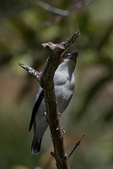 DPPhotography - Costa rica - Black-crowned tityra - C