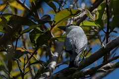 DPPhotography - Costa rica - Black-crowned tityra - D