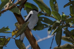 DPPhotography - Costa rica - Black-crowned tityra - E