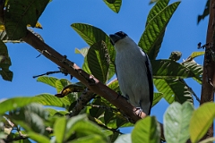 DPPhotography - Costa rica - Black-crowned tityra - F