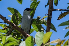 DPPhotography - Costa rica - Black-crowned tityra - G