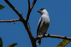 DPPhotography - Costa rica - Black-crowned tityra - H