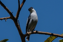 DPPhotography - Costa rica - Black-crowned tityra - I