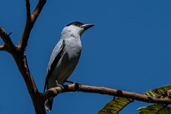 DPPhotography - Costa rica - Black-crowned tityra - J