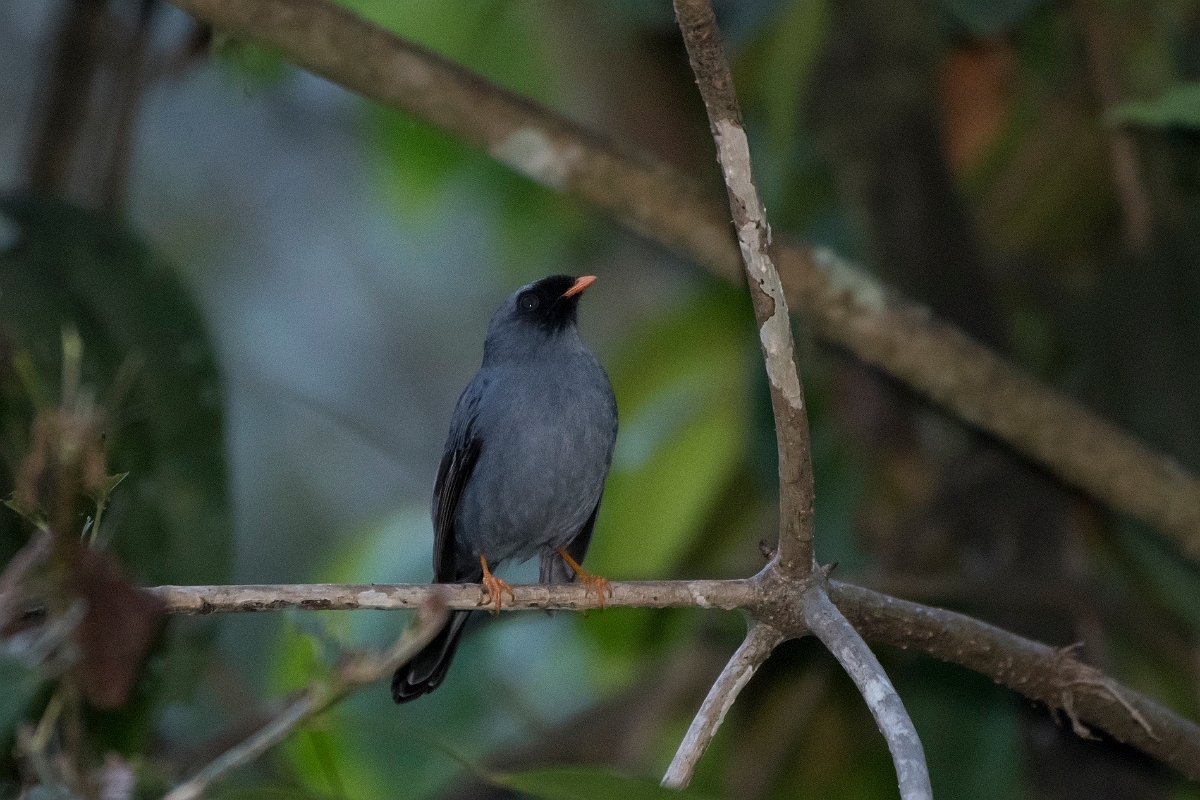 DPPhotography - Costa rica - Black-faced solitaire - A.jpg - Black-faced solitaire - San Gerardo de Dota, Costa Rica