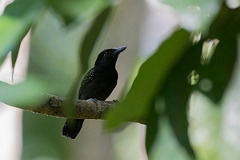 DPPhotography - Costa rica - Black-hooded antshrike - A