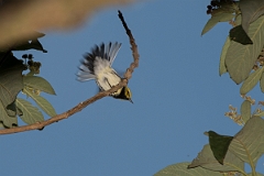 DPPhotography - Costa rica - Black-throated green-warbler - A