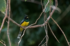 DPPhotography - Costa rica - Black-throated trogon - A