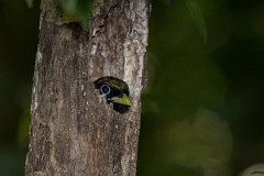 DPPhotography - Costa rica - Black-throated trogon - C