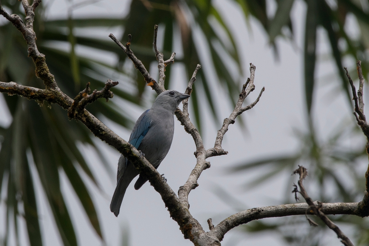 DPPhotography - Costa rica - Blue-gray tanager - C.jpg - Blue-grey tanager - Tortuguero, Costa Rica