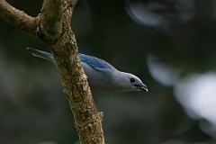 DPPhotography - Costa rica - Blue-gray tanager - A