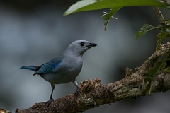 DPPhotography - Costa rica - Blue-gray tanager - B