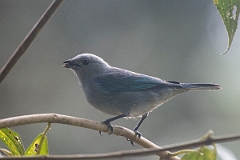 DPPhotography - Costa rica - Blue-gray tanager - D