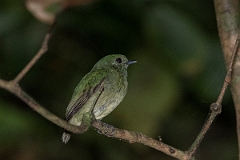 DPPhotography - Costa rica - Blue-headed manakin - A