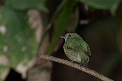 DPPhotography - Costa rica - Blue-headed manakin - B
