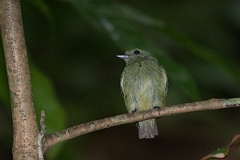 DPPhotography - Costa rica - Blue-headed manakin - C