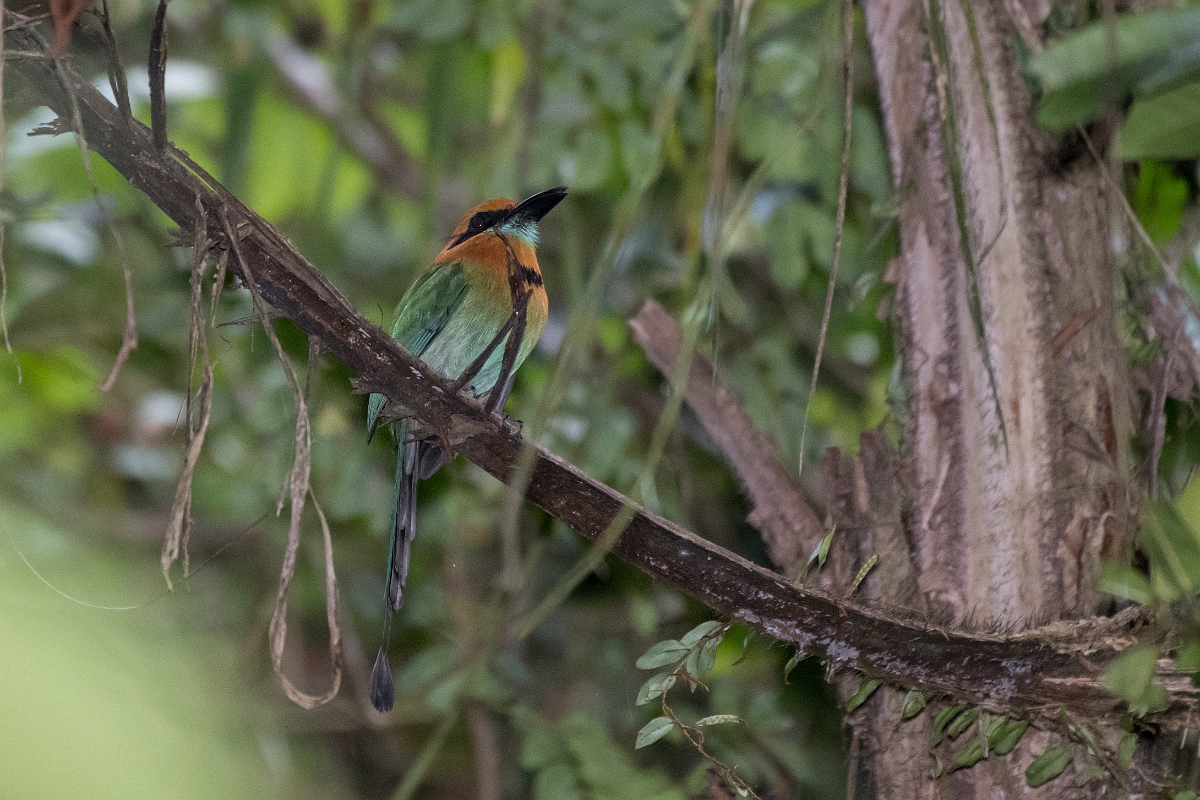 DPPhotography - Costa rica - Broad-billed motmot - A.jpg - Broad-billed motmot - La Qunita de Sarapiqui, Costa Rica