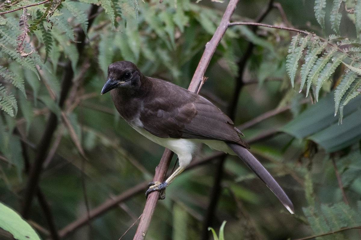 DPPhotography - Costa rica - Brown jay - A.jpg - Brown jay - Rancho Naturalista, Costa Rica