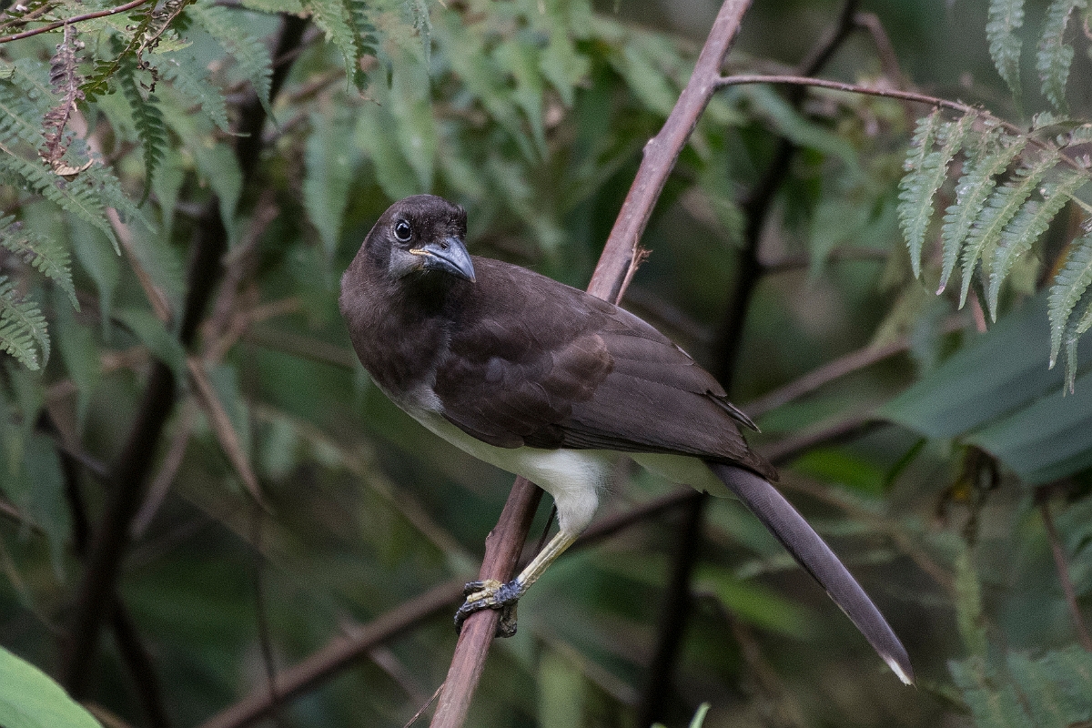 DPPhotography - Costa rica - Brown jay - B.jpg - Brown jay - Rancho Naturalista, Costa Rica