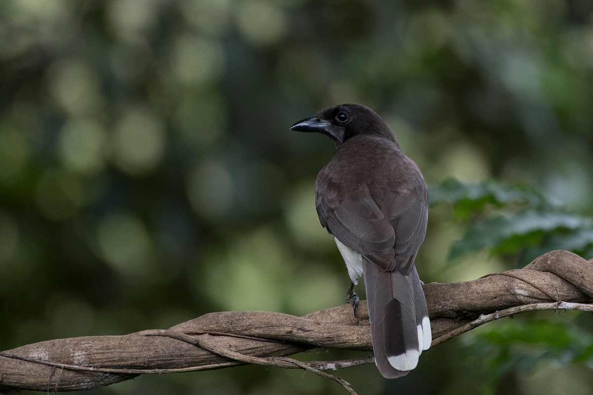 DPPhotography - Costa rica - Brown jay - C.jpg - Brown jay - Rancho Naturalista, Costa Rica