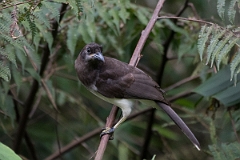DPPhotography - Costa rica - Brown jay - B