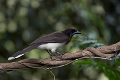 DPPhotography - Costa rica - Brown jay - D