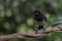 DPPhotography - Costa rica - Brown jay - E