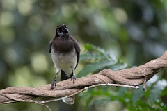DPPhotography - Costa rica - Brown jay - F