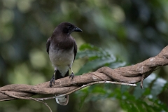 DPPhotography - Costa rica - Brown jay - G