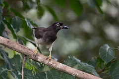 DPPhotography - Costa rica - Brown jay - H