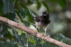 DPPhotography - Costa rica - Brown jay - I