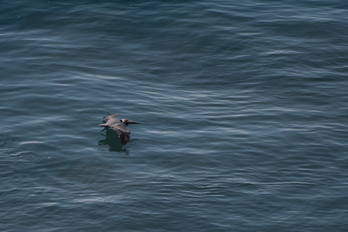 DPPhotography - Costa rica - Brown pelican - A.jpg - Brown pelican - El Remanso, Costa Rica
