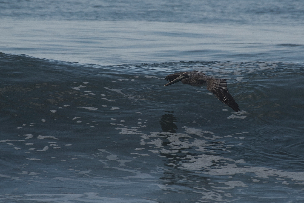 DPPhotography - Costa rica - Brown pelican - B.jpg - Brown pelican - El Remanso, Costa Rica