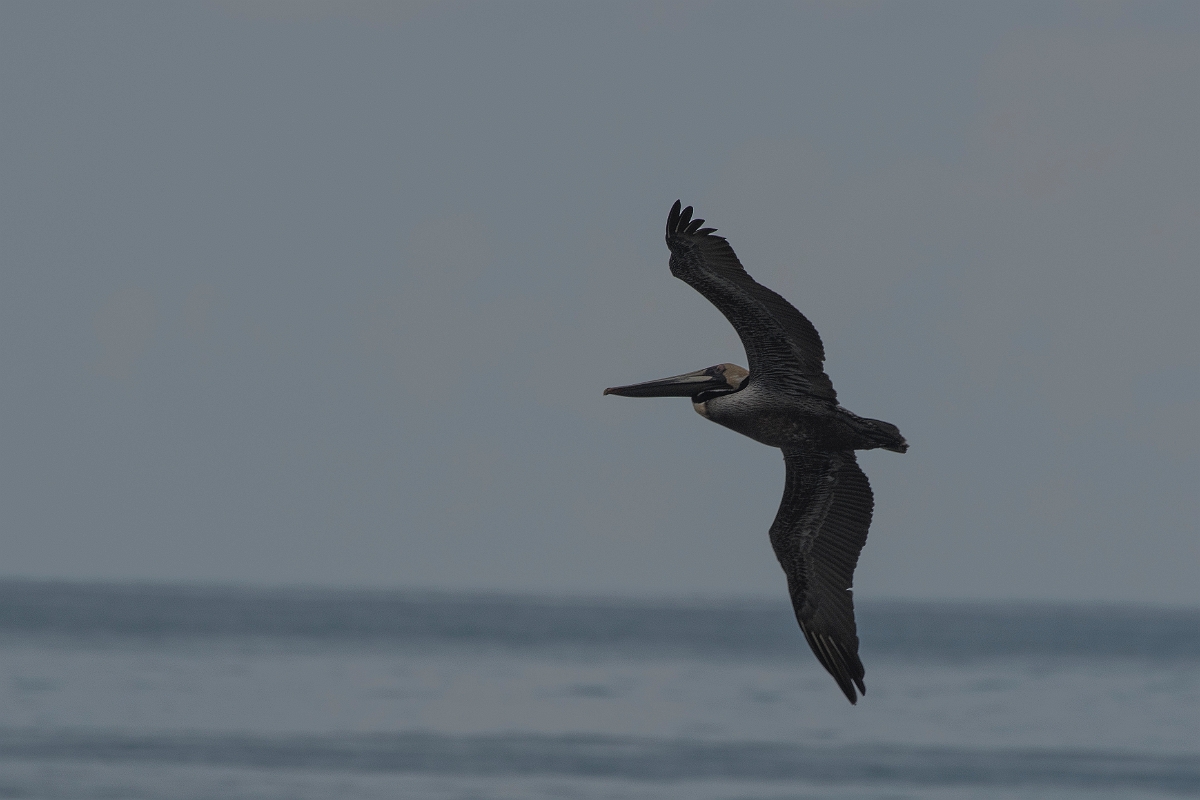 DPPhotography - Costa rica - Brown pelican - C.jpg - Brown pelican - El Remanso, Costa Rica