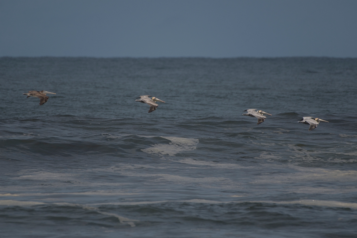 DPPhotography - Costa rica - Brown pelican - E.jpg - Brown pelican - Tortuguero, Costa Rica