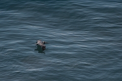DPPhotography - Costa rica - Brown pelican - A