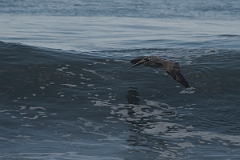 DPPhotography - Costa rica - Brown pelican - B