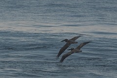 DPPhotography - Costa rica - Brown pelican - D