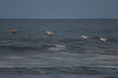 DPPhotography - Costa rica - Brown pelican - E